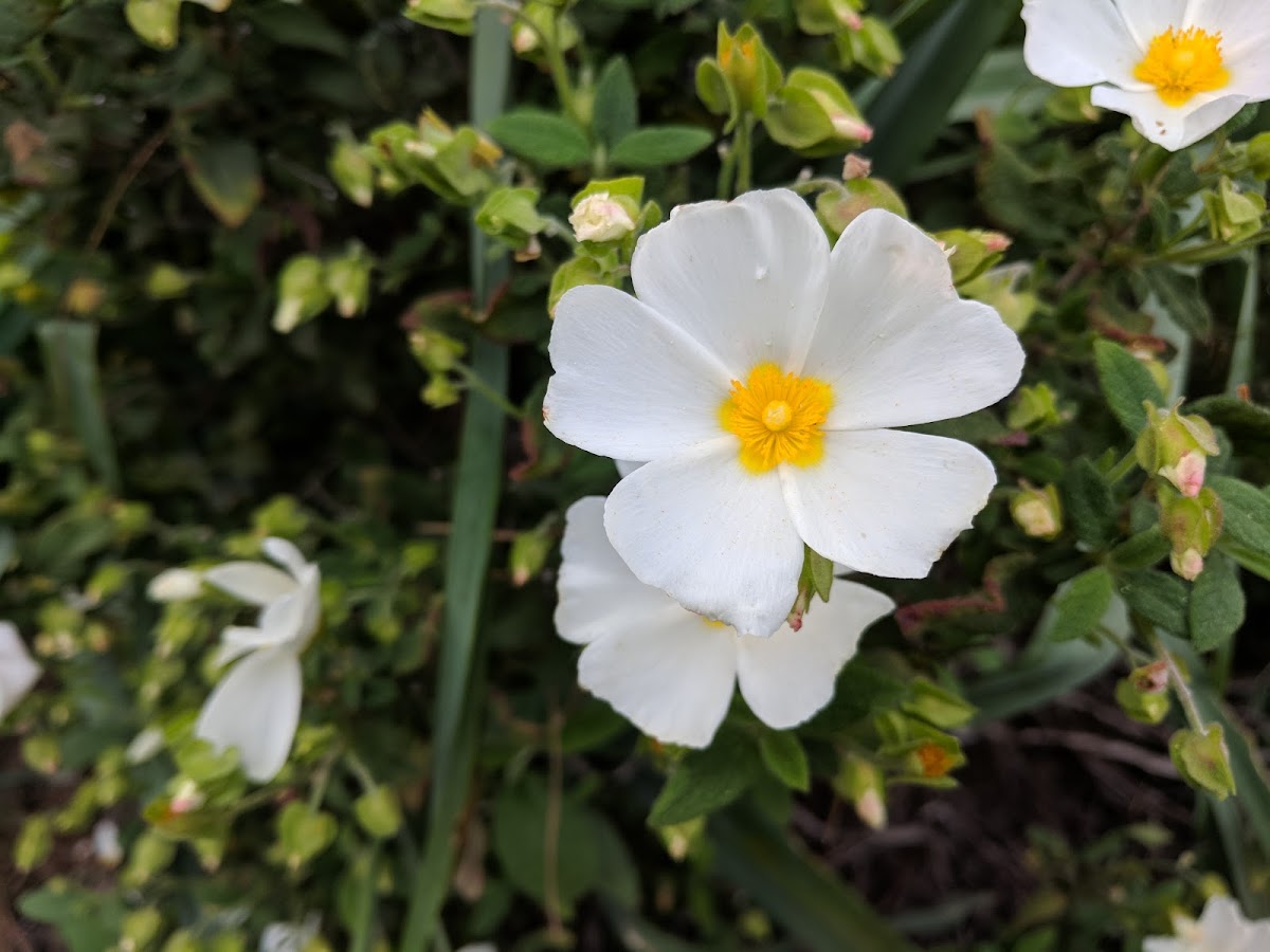 Sage-leaved Rockrose