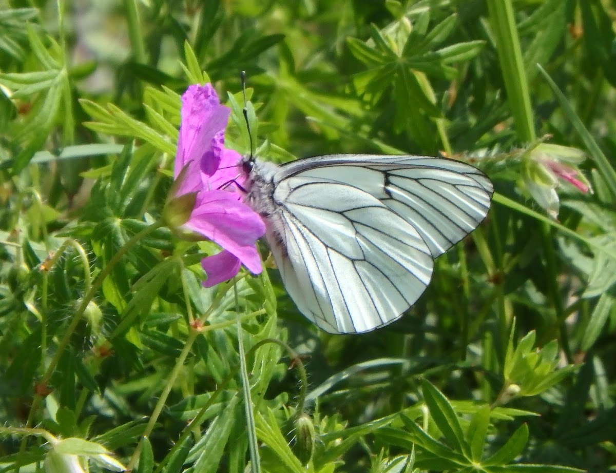 Black-veined white