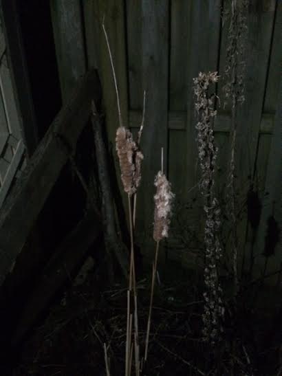 Broad-leaved Cattail