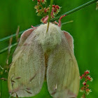 Rosy maple moth