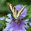 Eastern Tiger Swallowtail Butterfly