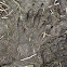 Raccoon Tracks