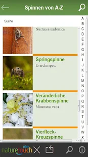 Spinnen bestimmen(圖3)-速報App