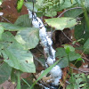 Woolly Alder Aphid