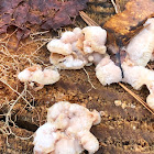 Jelly Rot Fungus