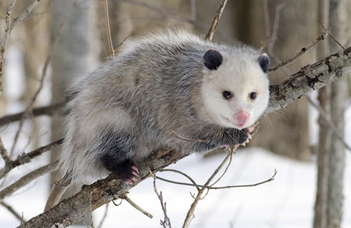 Cute Possums Wallpaper Images