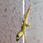 Asian House gecko