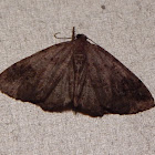 Moth