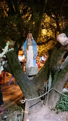 Virgen Milagrosa En El Árbol