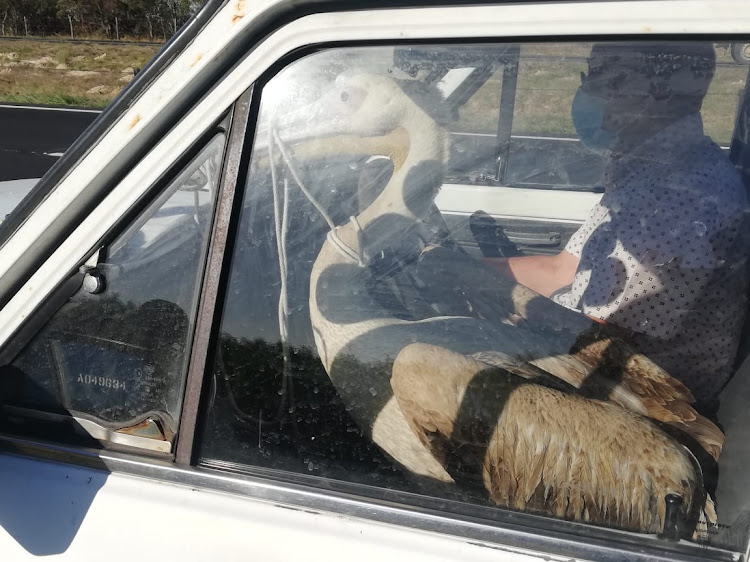 The pelican that caused all the trouble gets a front-seat drive to safety after it was captured on Cape Town's N7 highway on Tuesday.