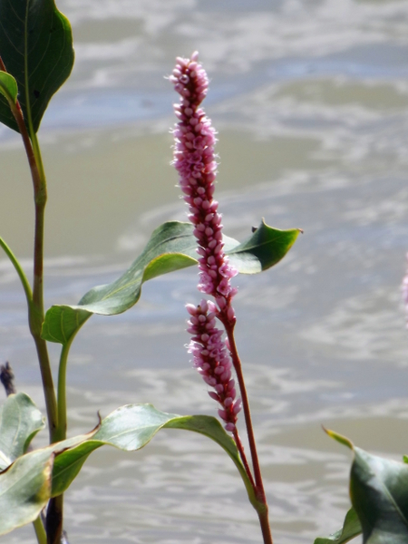 Red Smartweed