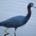 Little Blue Heron