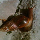 Land Snail