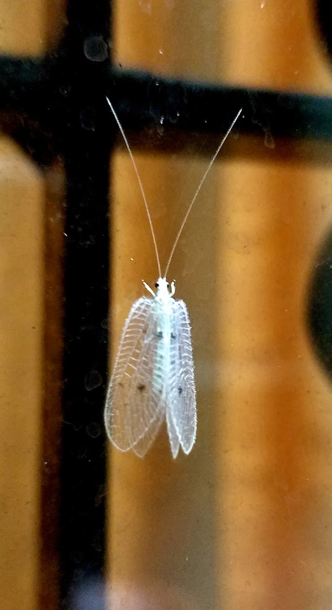 White lacewing moth