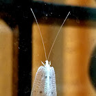 White lacewing moth