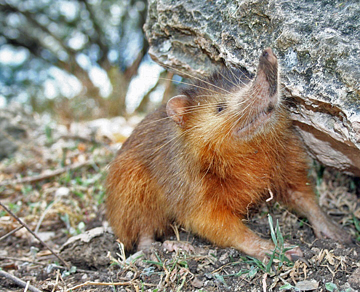 Hispaniolan_Solenodon_crop.jpg