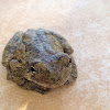 Eastern Gray tree frog