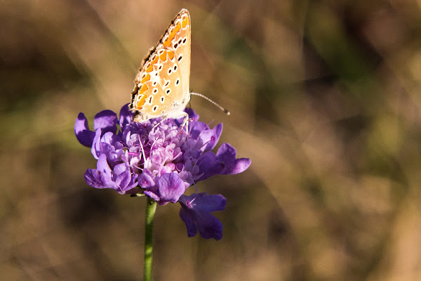 Primavera in viola di ManuZ