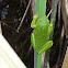 Green Tree Frog