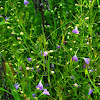 Slender False Foxglove