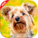 Cute Yorkshire Terrier Dog Wallpaper icon