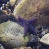 Common Starfish