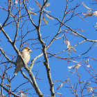 Hawfinch