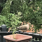 Mourning Dove