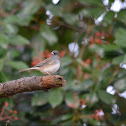 Darke-eyed Junco