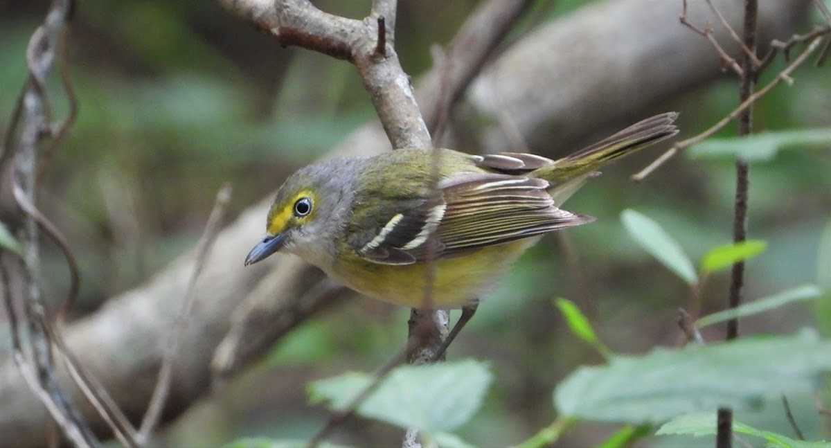 White-eyed vireo