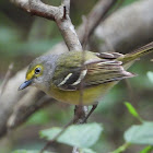 White-eyed vireo