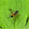 Sawfly