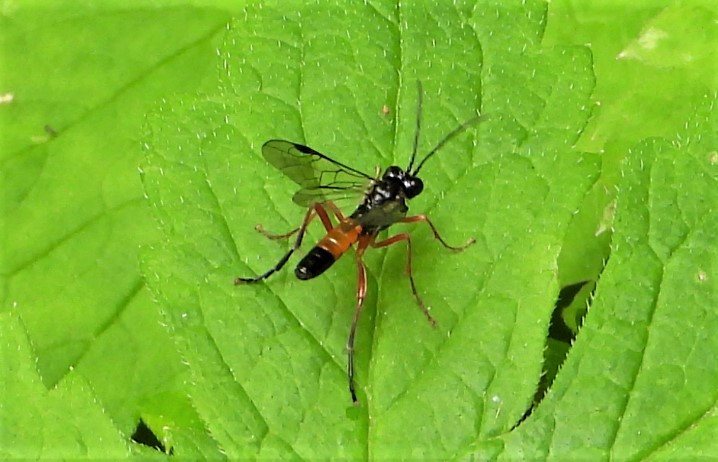 Sawfly