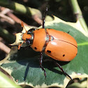 Grapevine Beetle