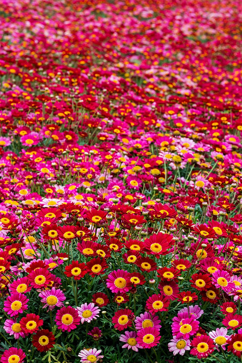 Colori e profumi di LucaMonego