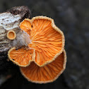 Orange Oyster