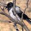 Hooded crow