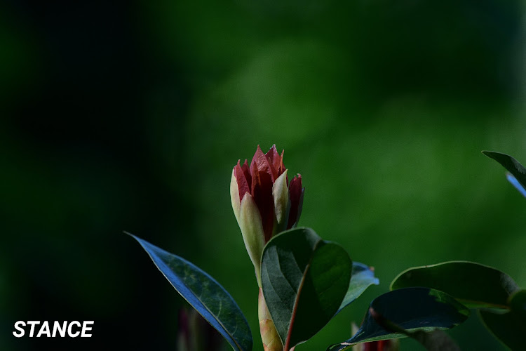 フィットのNikon D850・NIKKOR200-500f5.6・ゴーヨン欲しいなぁ…・夢は口にしないと叶わないに関するカスタム事例の投稿画像8枚目