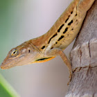 Striped Anole