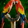 Macaw Parrot Bird HD Wallpaper icon