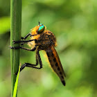 Robber Flies