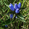 Closed Bottle Gentian