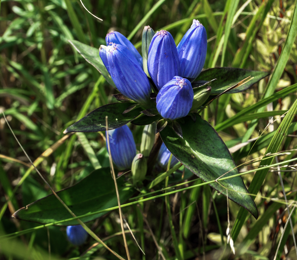 Closed Bottle Gentian