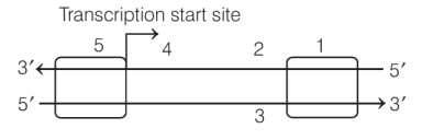 Transcription: Synthesis of RNA