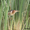 Least Bittern