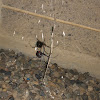 Western black widow