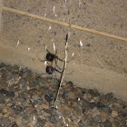 Western black widow