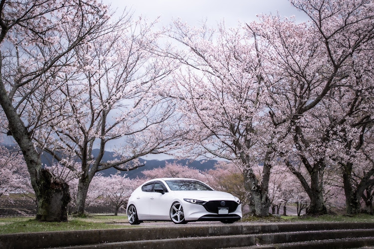 MAZDA3のサクラと愛車・曇天映え・プロドライブGC-05N・日本ツラ百選・カメラマンは息子に関するカスタム事例の投稿画像6枚目