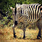 Zebra