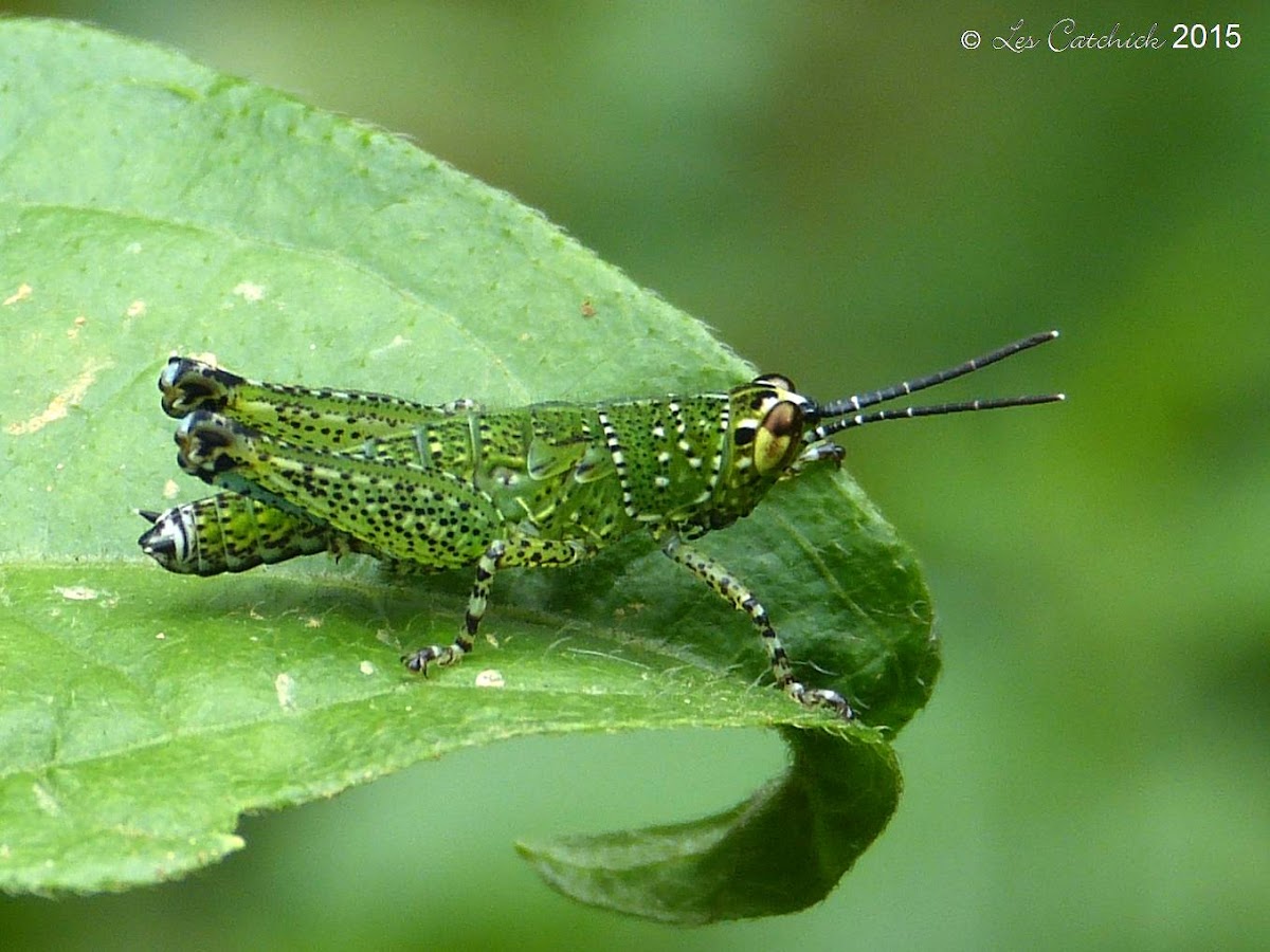 Grasshopper nymph